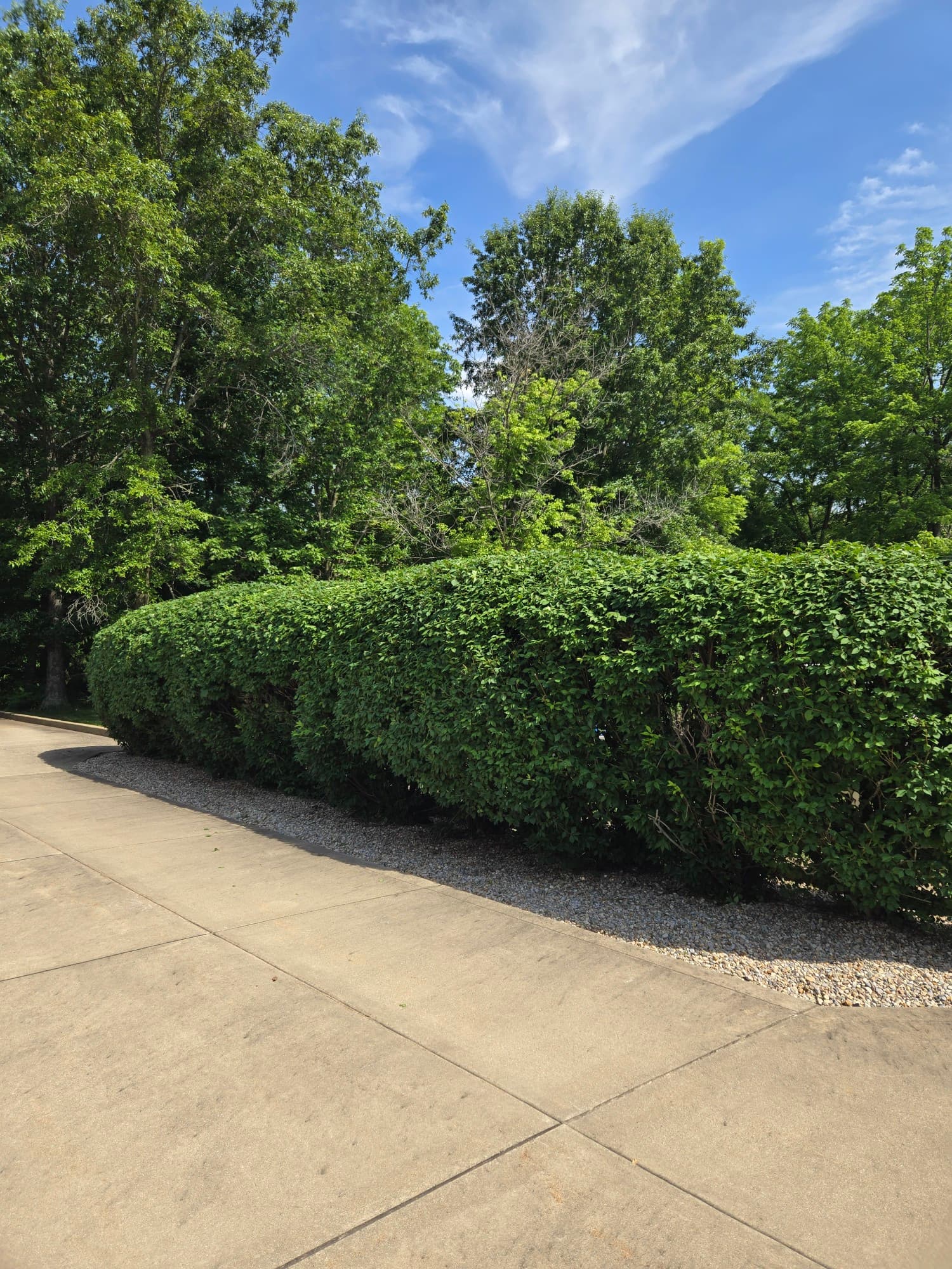 Neatly trimmed tall hedge row next to a concrete path — precision hedge trimming by Jarjus Lawn Care, Central Illinois