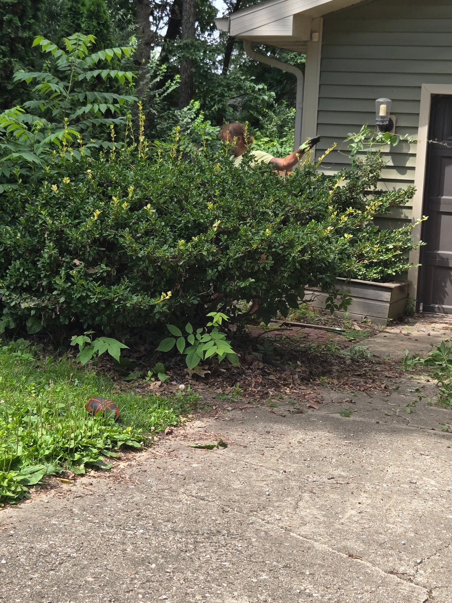 Overgrown bushes and shrubs before cleanup service near a residential home — Jarjus Lawn Care