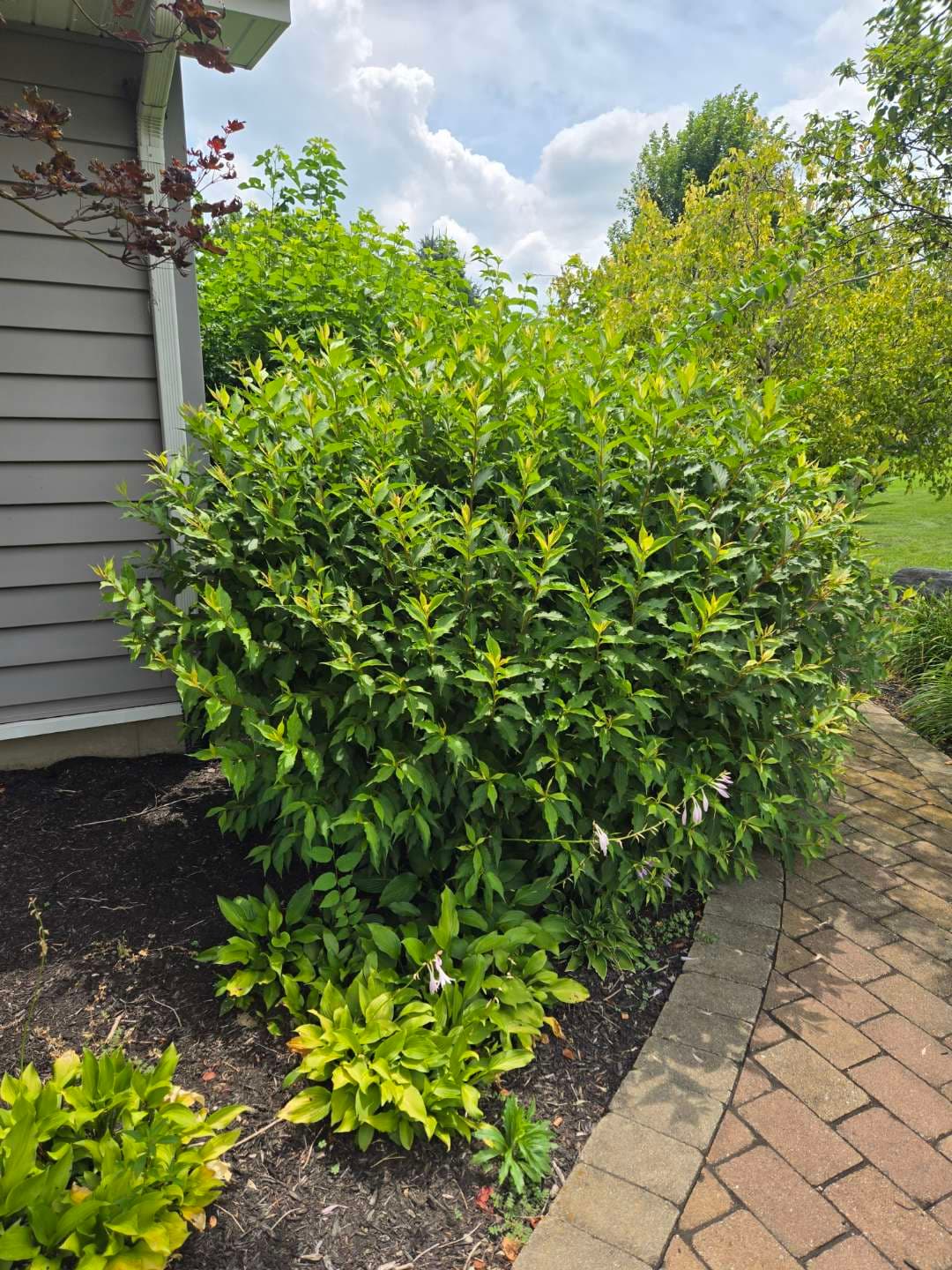 Hedge trimming in action — Jarjus Lawn Care crew on the job
